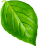 basil